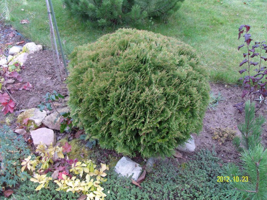 Туя Даника и можжевельник