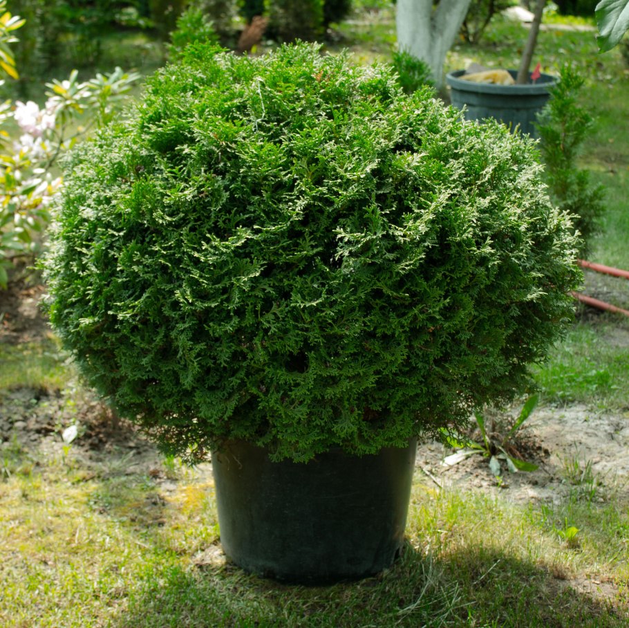 Туя Западная шаровидная Голден Глоб