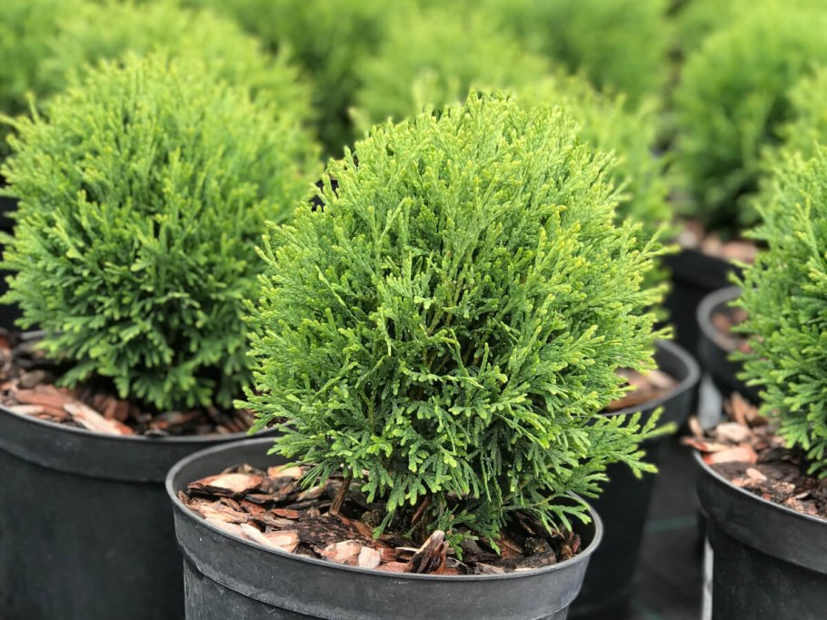 Туя Западная тайни тим