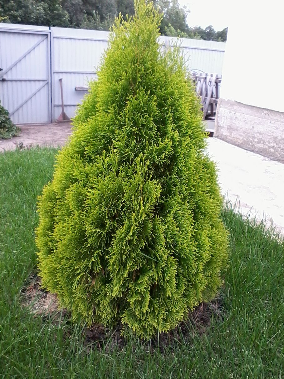 Туя Западная globosa