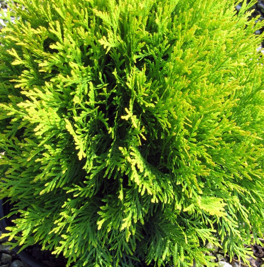 Туя Западная Глобоза Ауреа