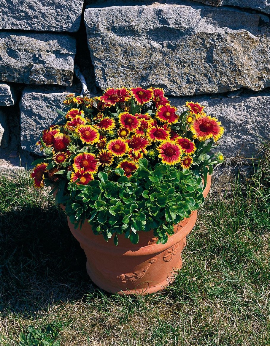 Гайлардия низкорослая