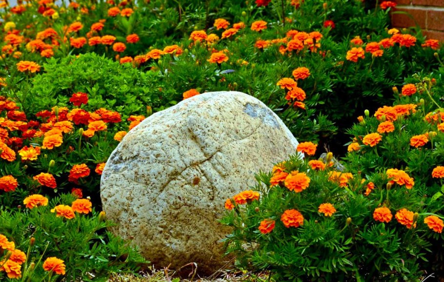 Бархатцы оранжевый САМОЦВЕТ