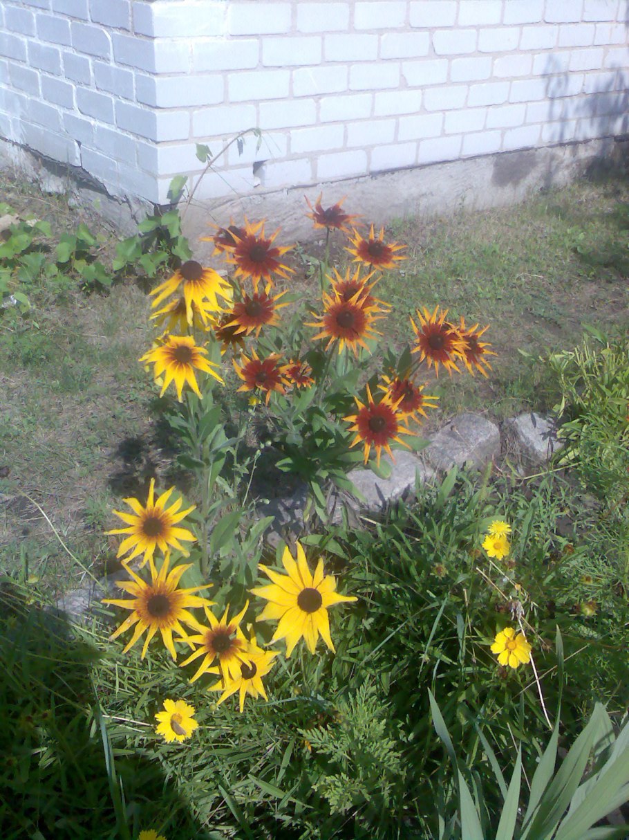 Садовые цветы многолетники без солнца