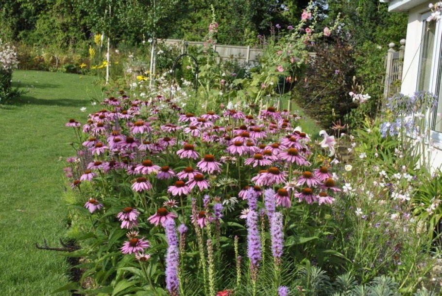 Эхинацея пурпурная в миксбордере