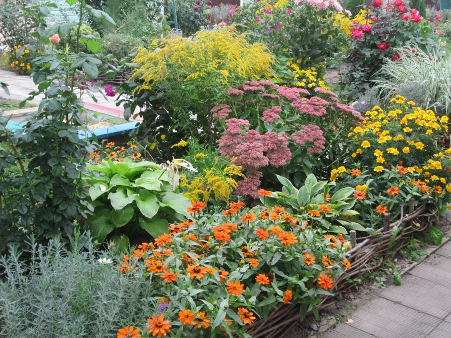 Растения для клумбы на солнечной стороне