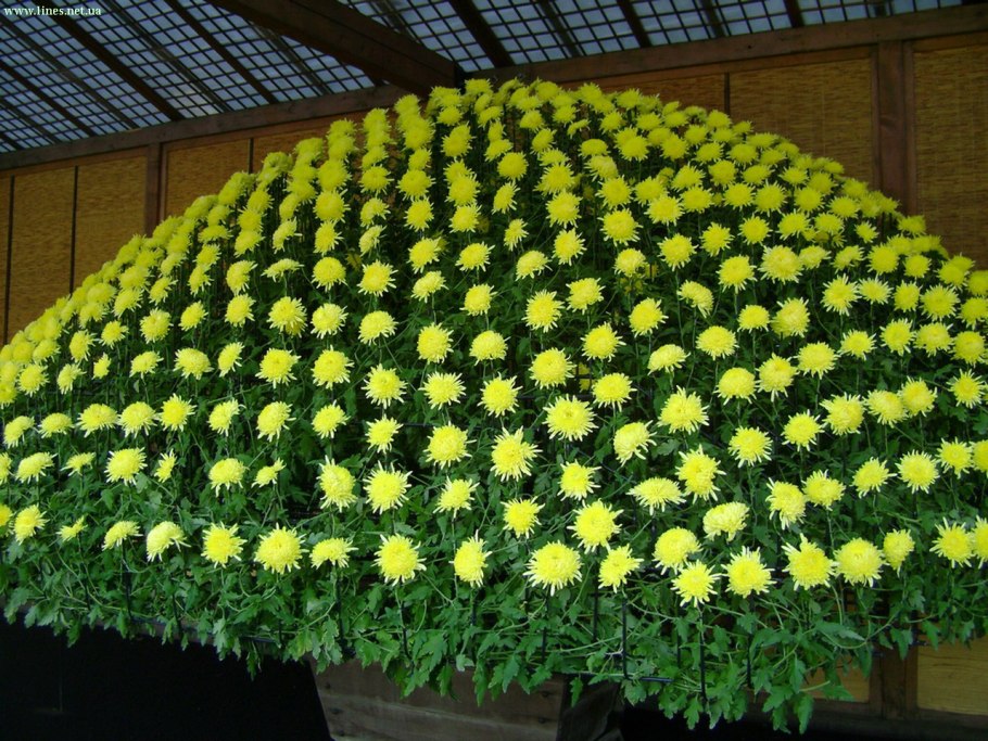 Хризантема мультифлора каскадная