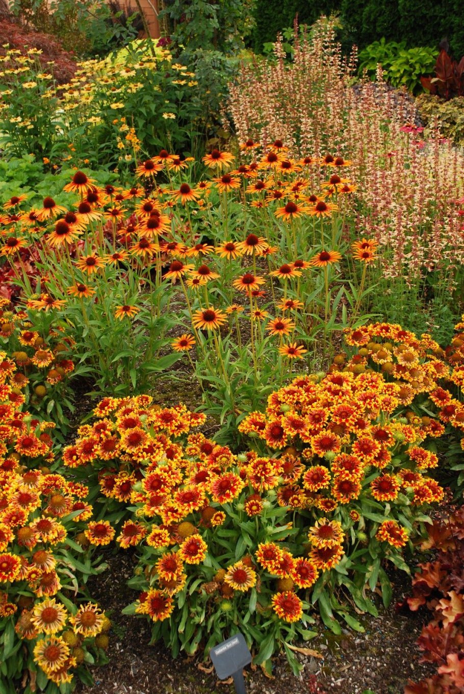 Гелениум и эхинацея