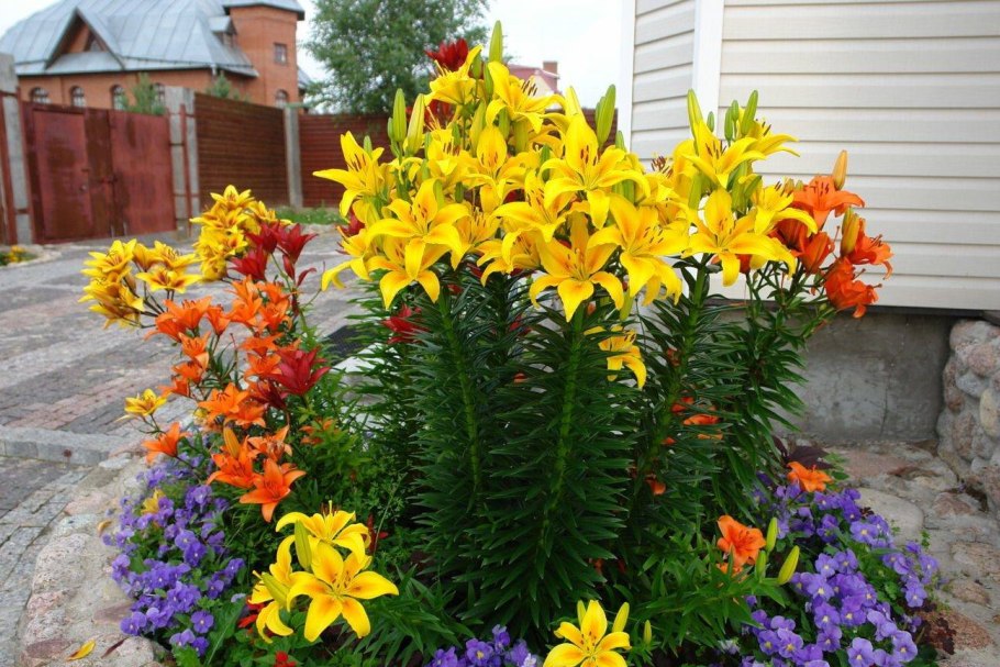 Цветник лесенка, бархатцы, ирисы, тигровая Лилия