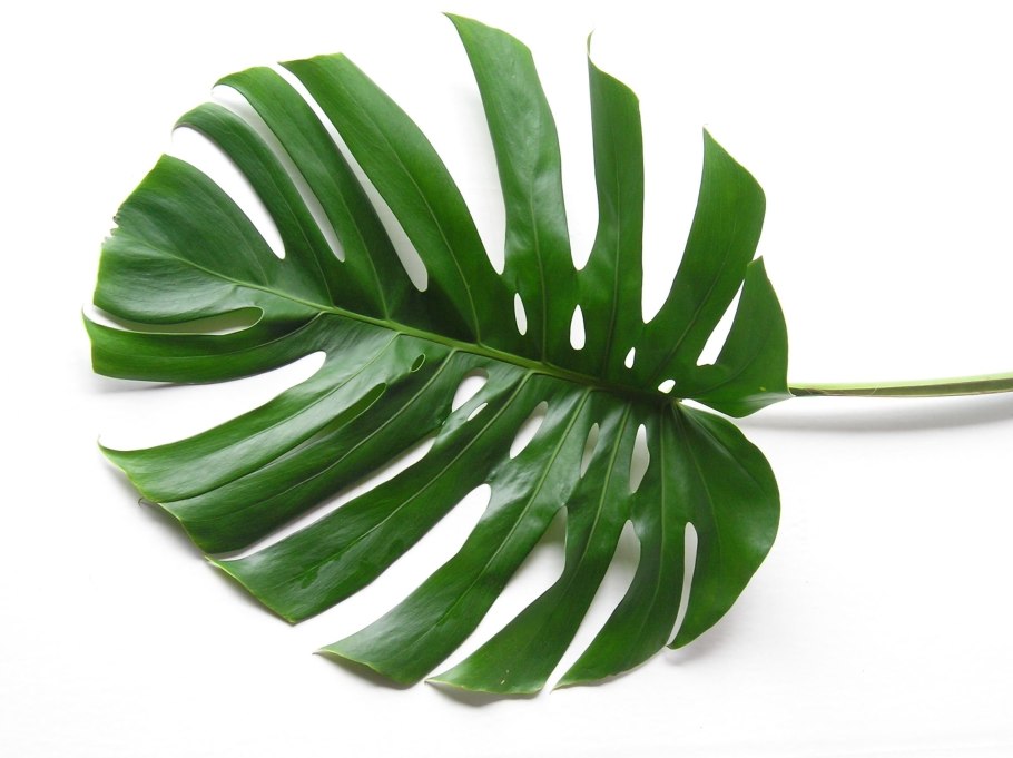 Монстера и папоротник