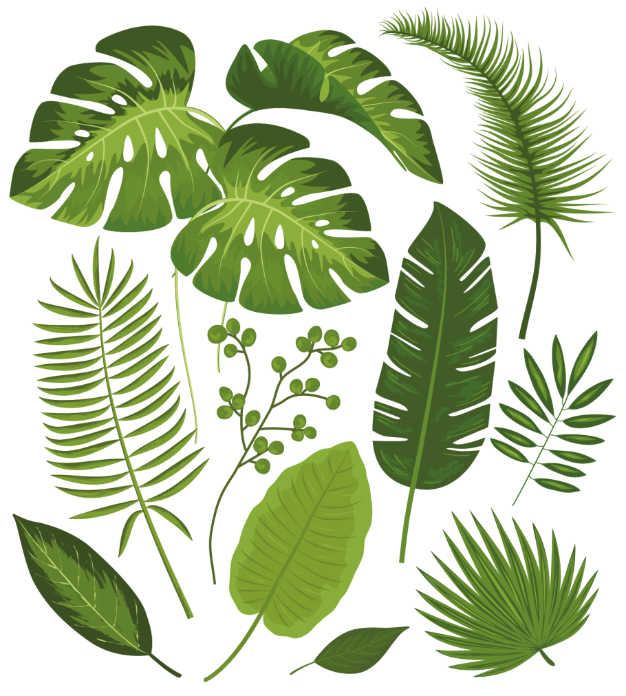 Листья Monstera вектор