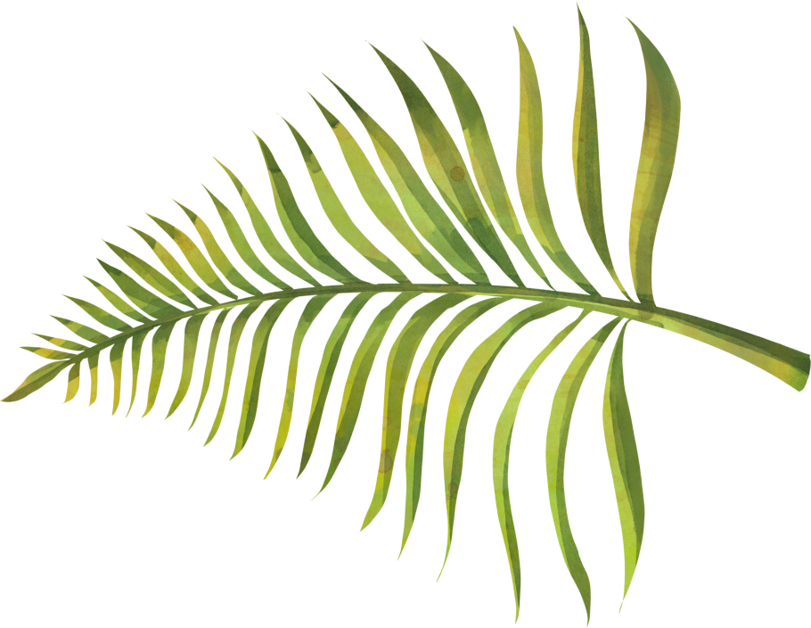 Тропические растения на белом фоне