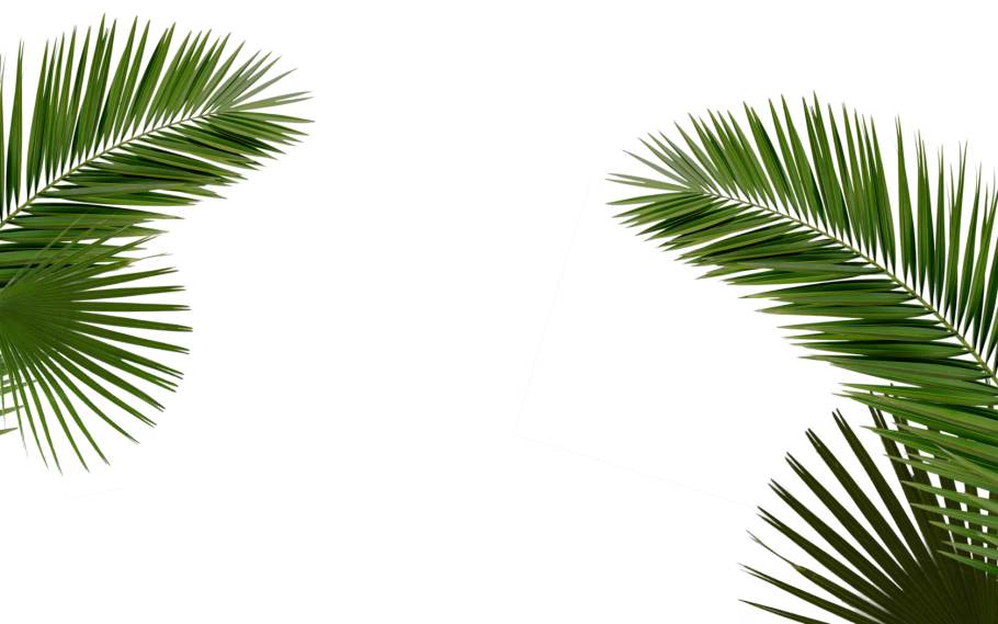 Листья пальмы на белом фоне