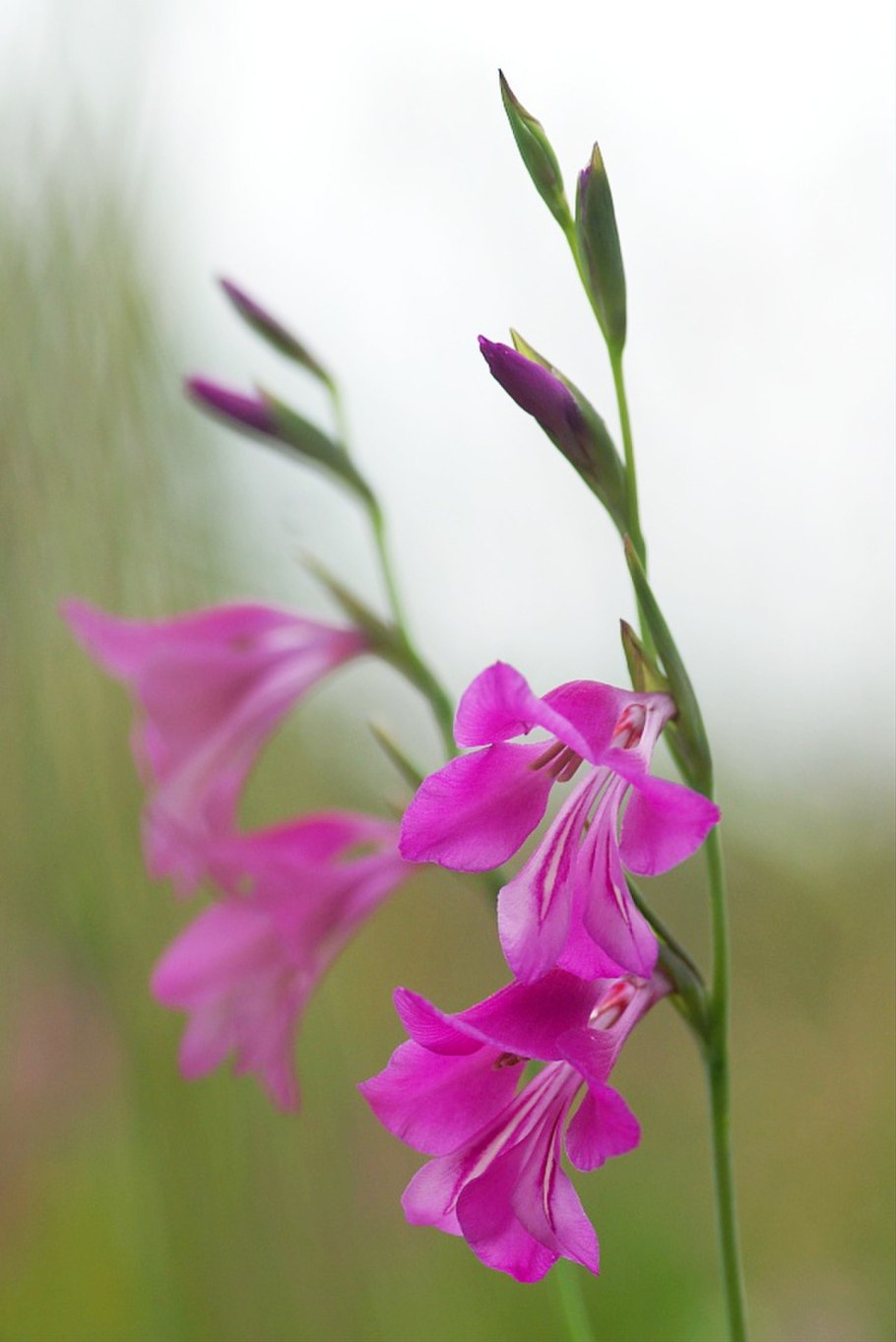 Гладиолус болотный