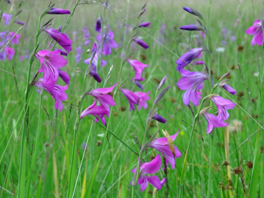 Гладиолус черепитчатый