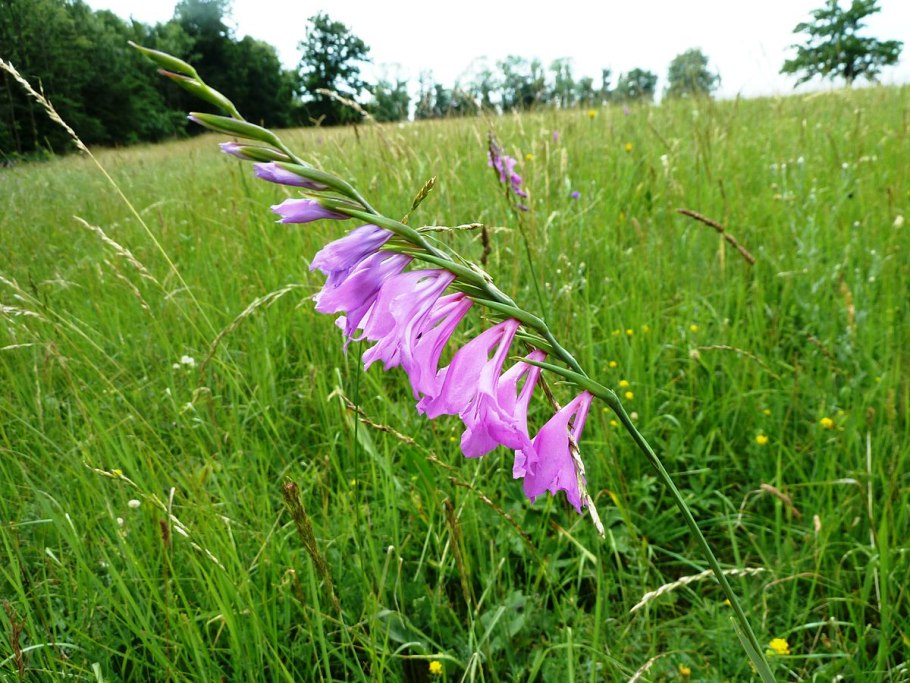 Гладиолус полевой