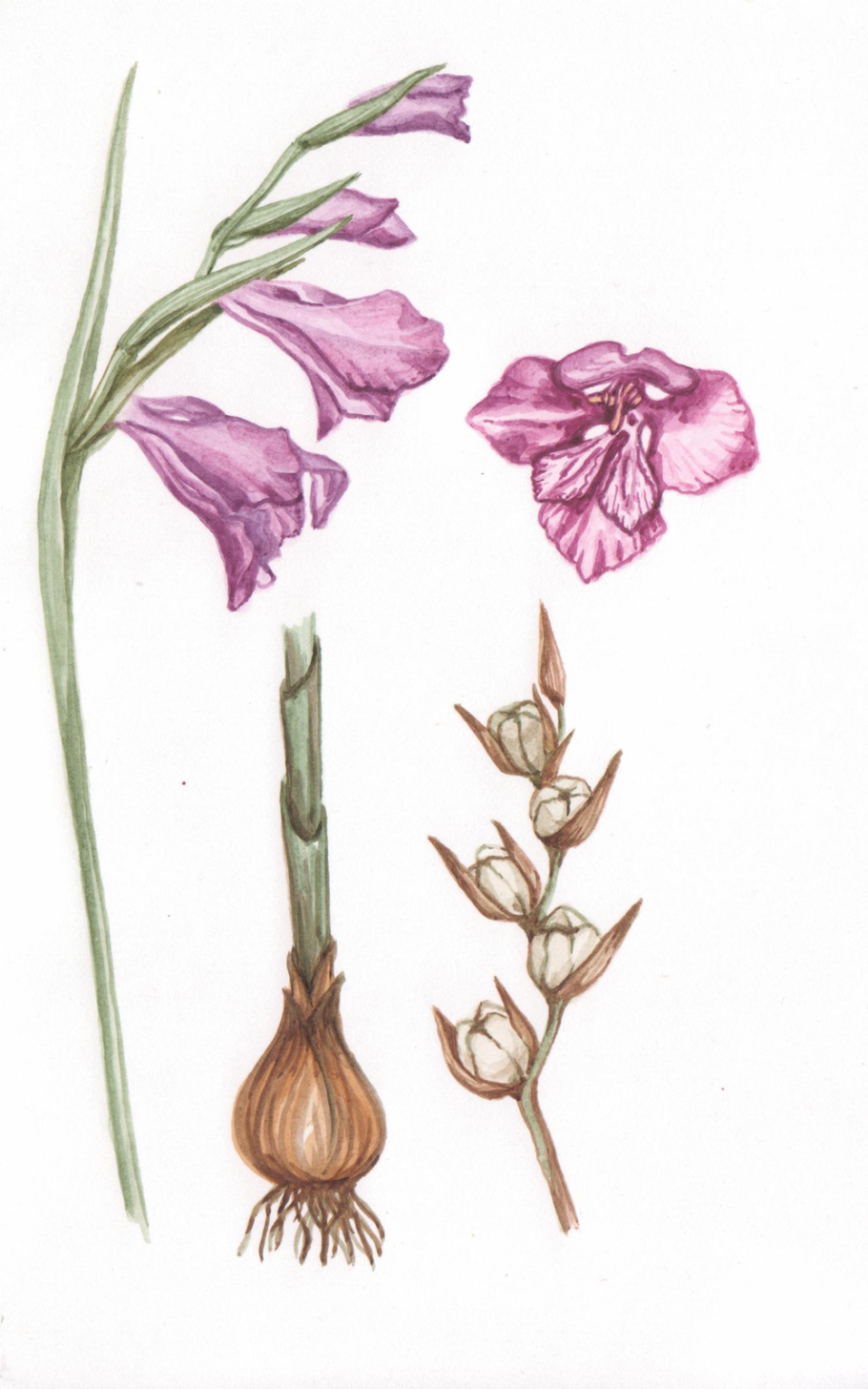 Gladiolus byzantinus Гладиолус Византийский