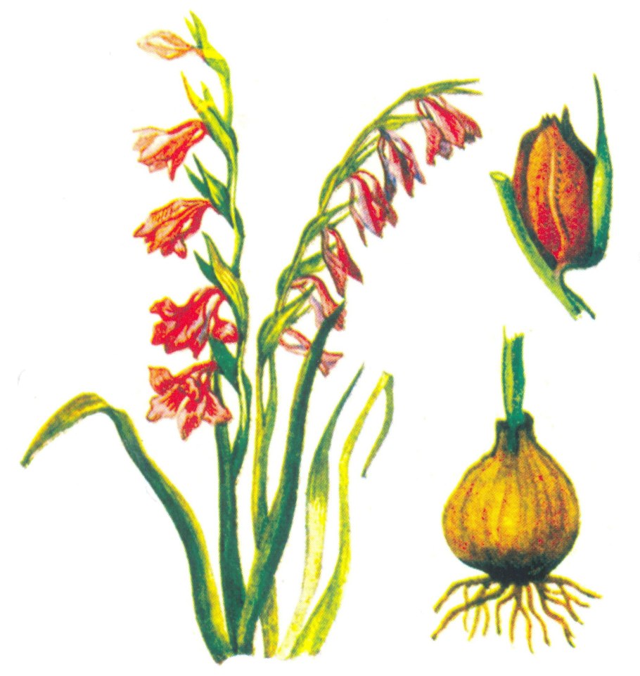 Ботанические иллюстрации Якоба штамба шпажник черепитчатый