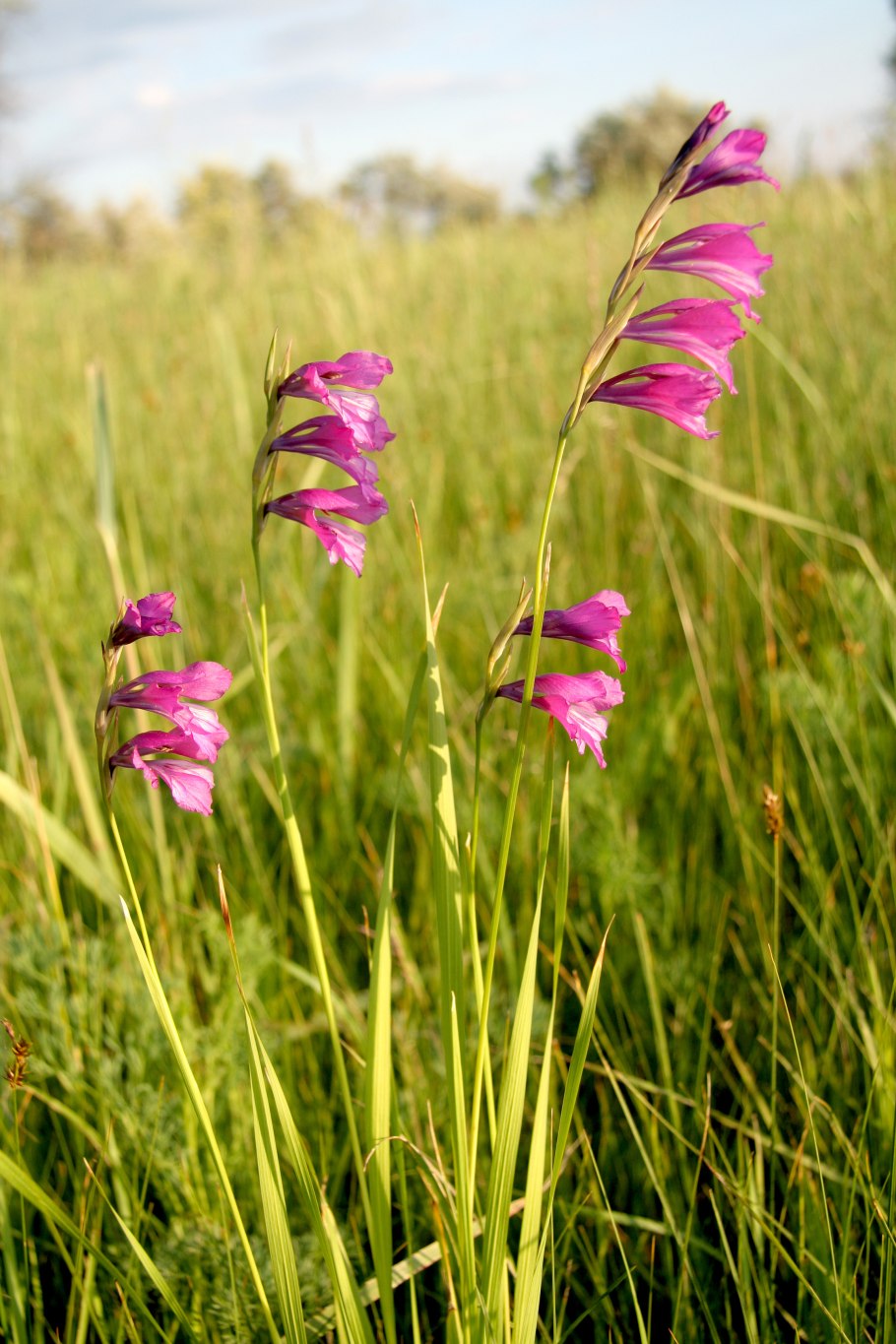 Шпажник болотный