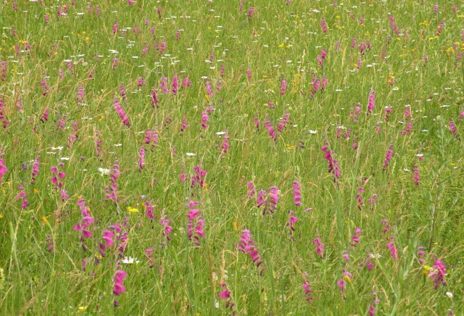 Гладиолус черепитчатый