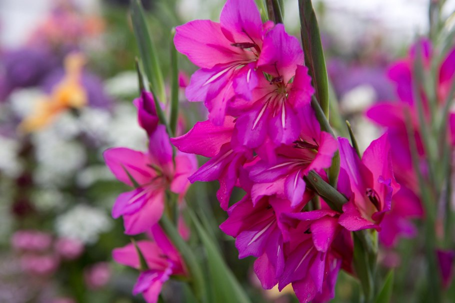 Gladiolus imbricatus