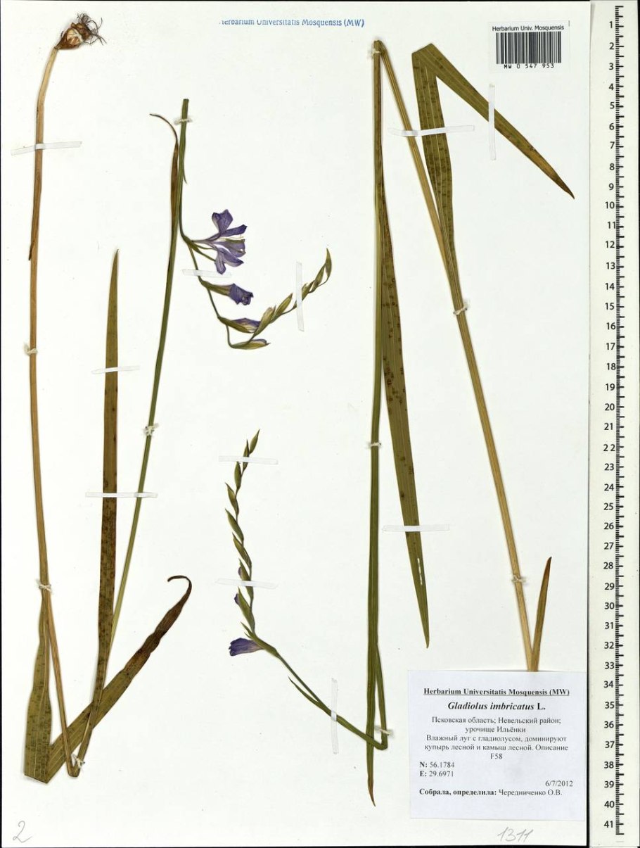 Шпажник болотный