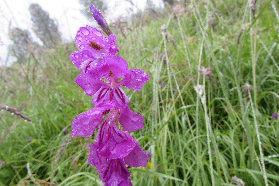 Шпажник черепитчатый - Gladiolus imbricatus