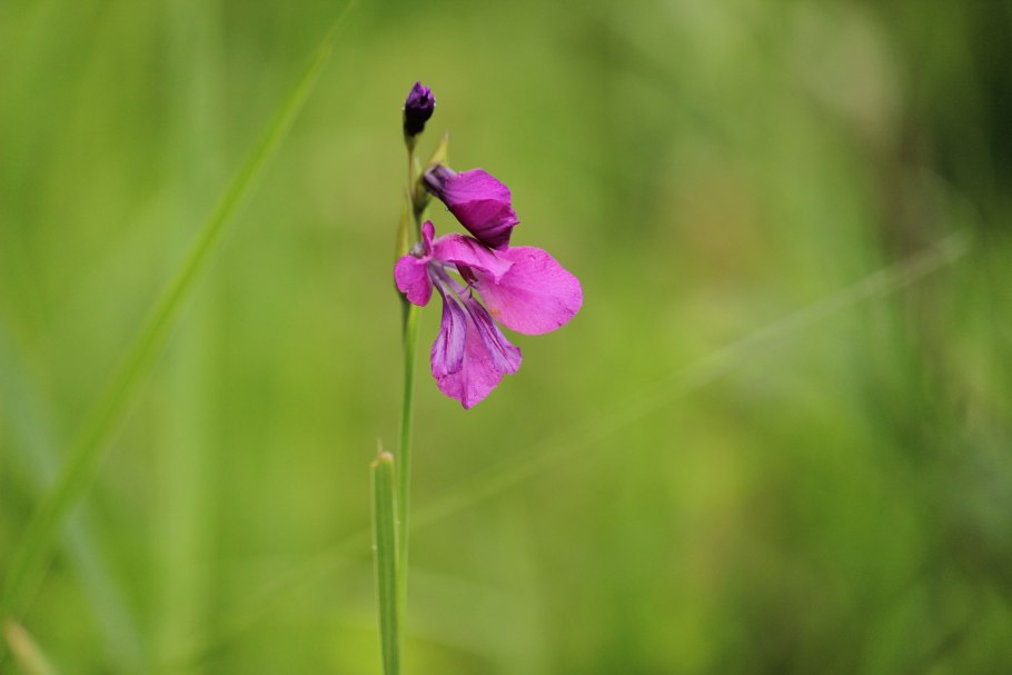 Крокосмия Botanical клубнелуковица