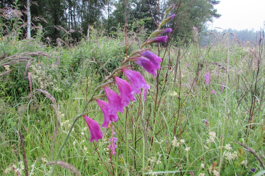 Шпажник черепитчатый