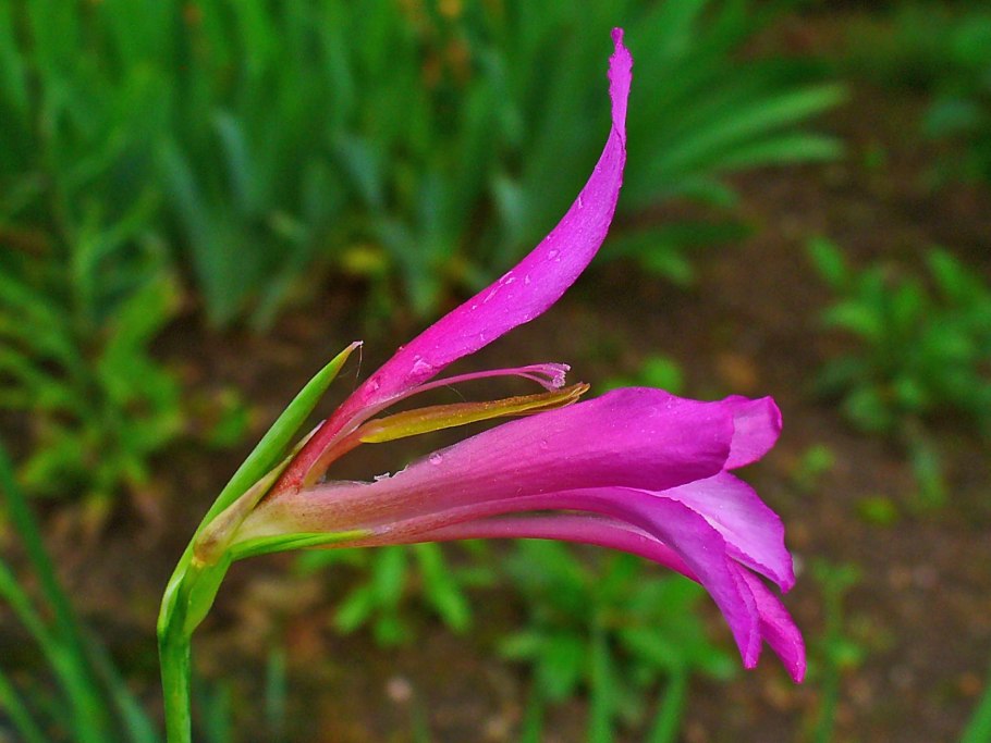 Gladiolus imbricatus