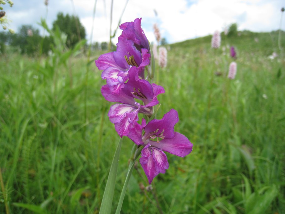 Шпажник черепитчатый