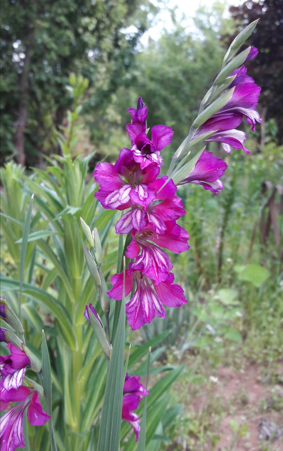 Дикий гладиолус шпажник