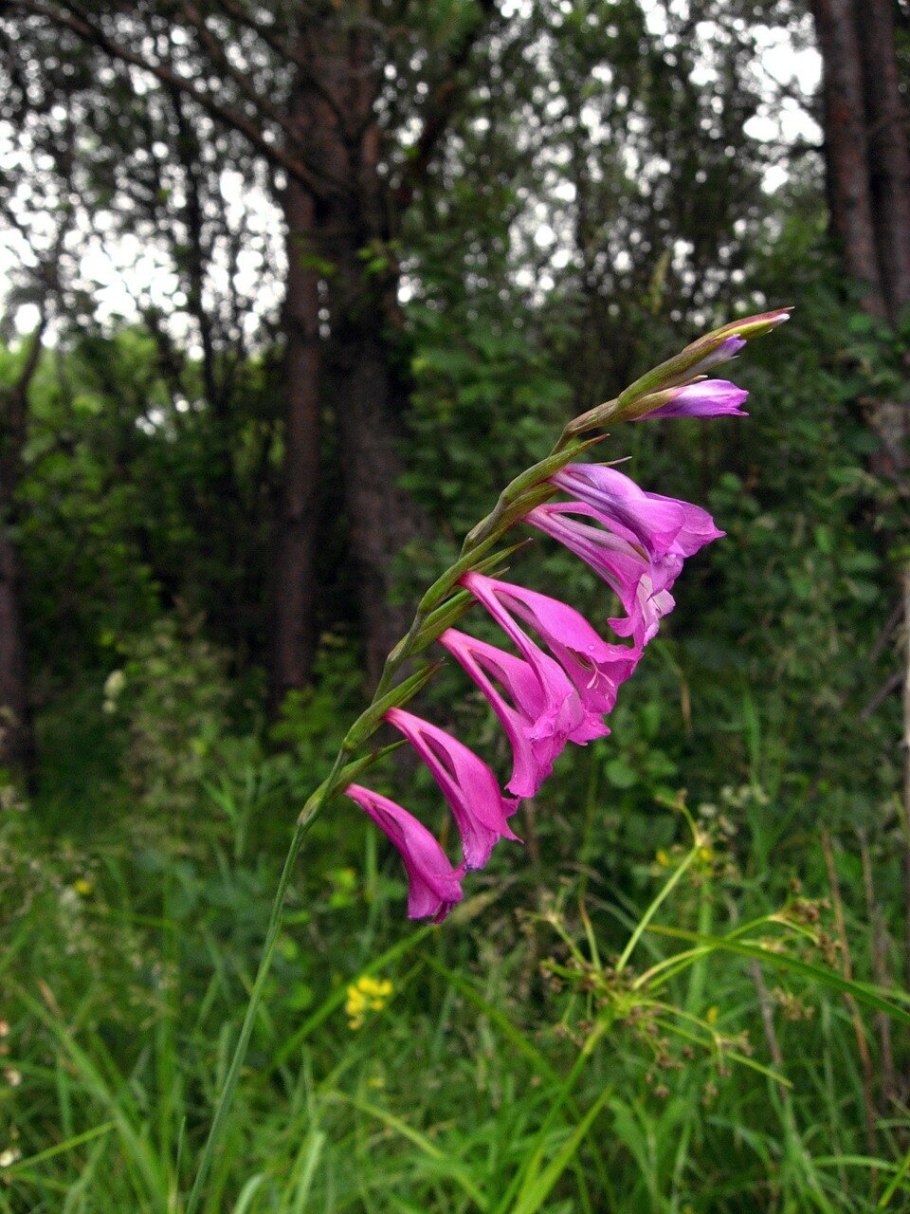Дикий Гладиолус шпажник