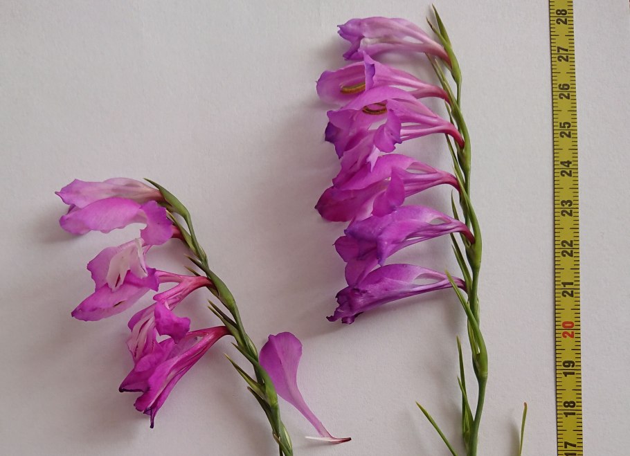 Gladiolus imbricatus