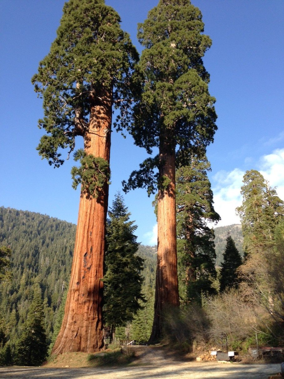 Секвойядендрон гигантский Мамонтово дерево