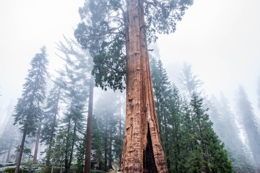 Калифорнийская Секвойя Гиперион