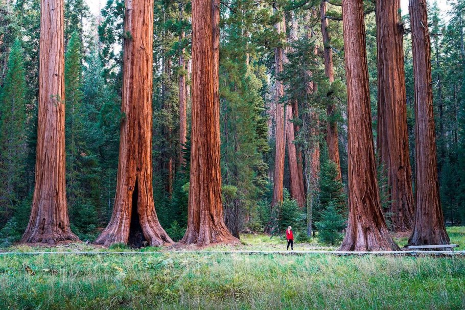 Секвойя вечнозелёная