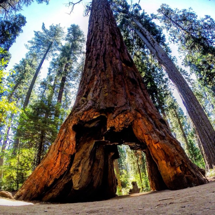 Секвойядендрон гигантский Мамонтово дерево