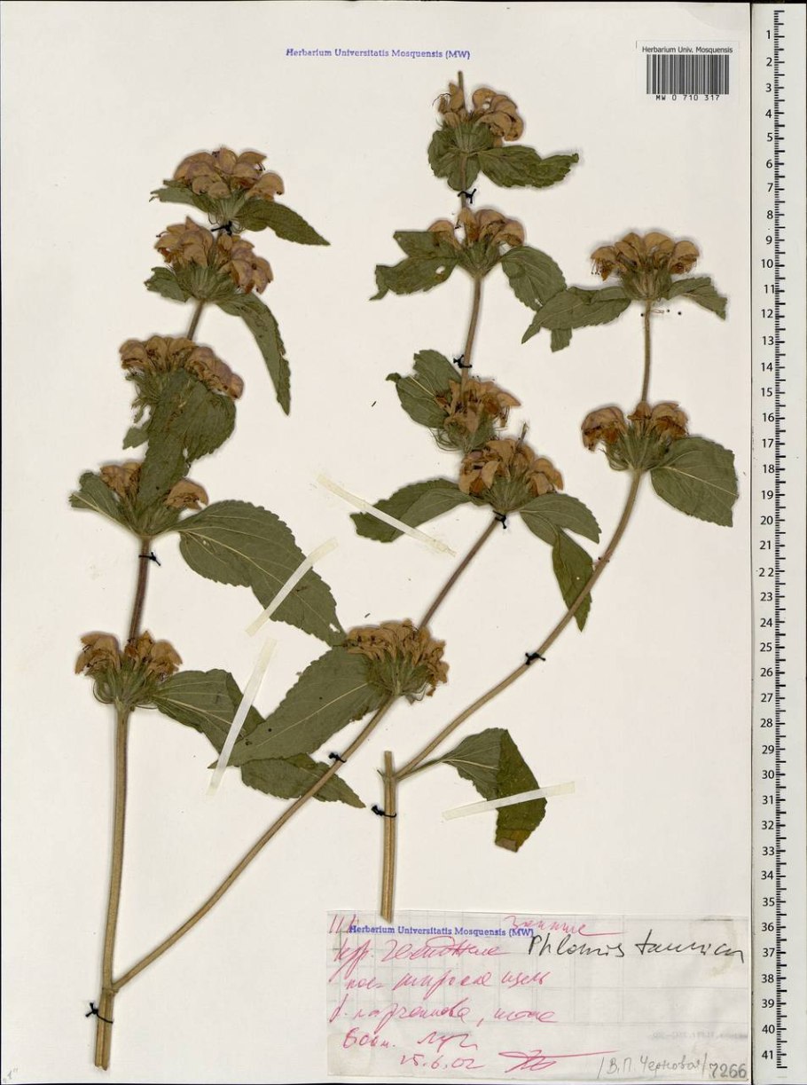 Зопник клубненосный (Phlomis tuberosa)