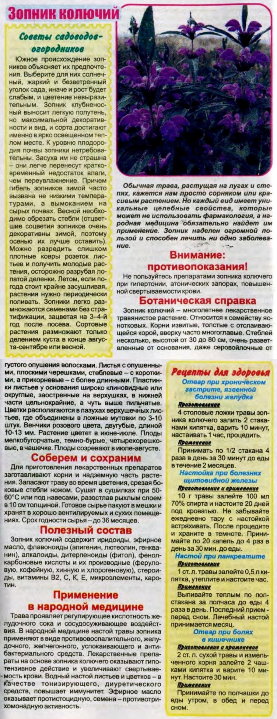 Зопник колючий описание