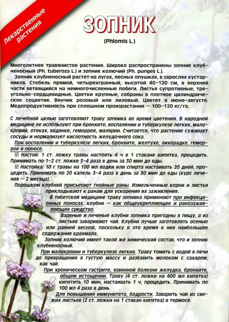 Зопник подмаренник