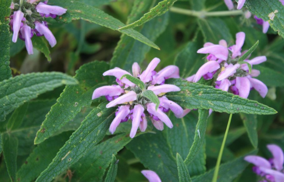 Phlomoides ostrowskiana