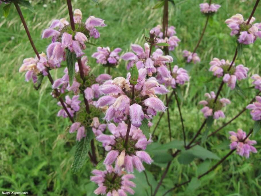 Phlomis russeliana