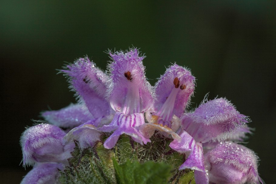Phlomis herba-Venti