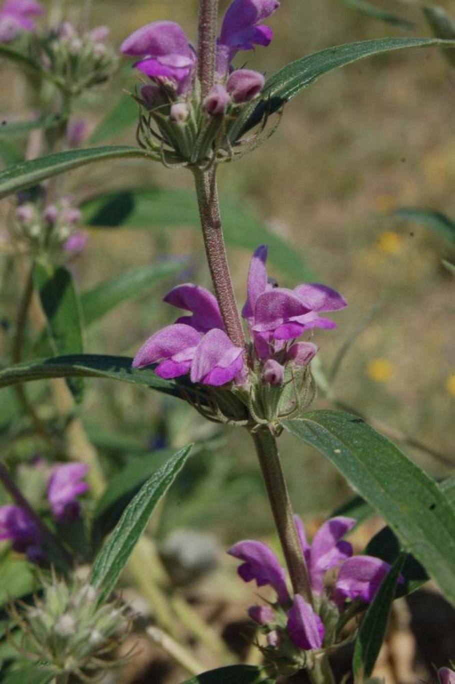 Зопник клубненосный (Phlomis tuberosa)