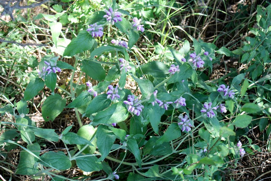 Зопник кустарниковый Phlomis fruticosa