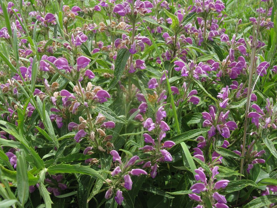Зопник колючий Phlomis pungens