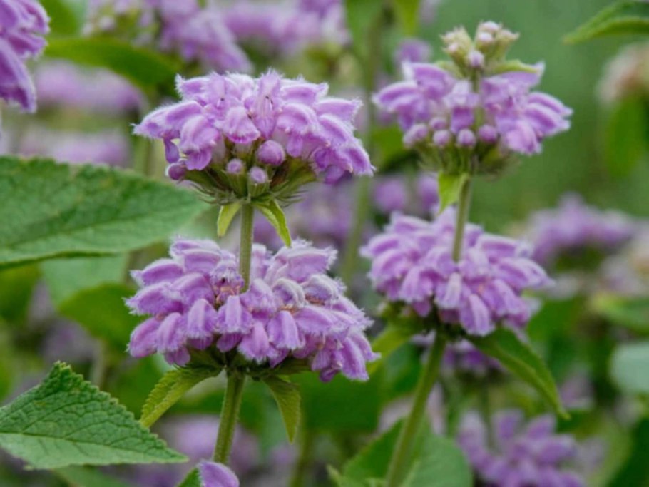 Phlomis tuberosa