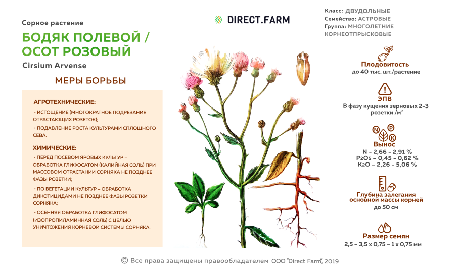 Зопник Рассела