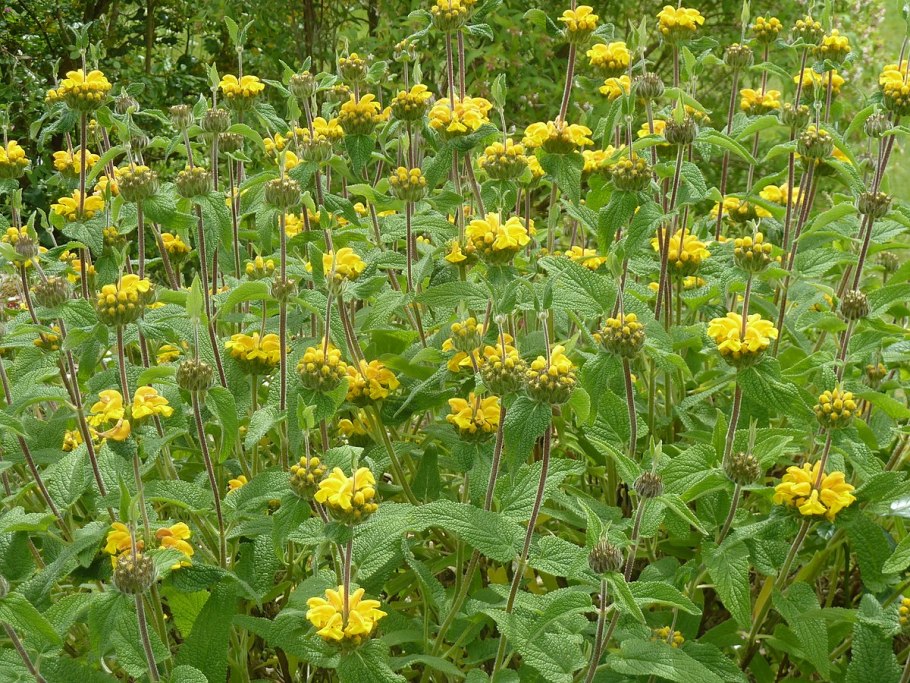Зопник Phlomis russeliana